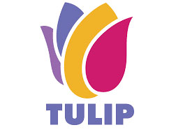 tulip